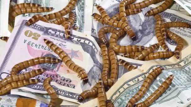 Большие уродливые черви ползают по долларовым банкнотам фон, концепция экономического распада — стоковое видео