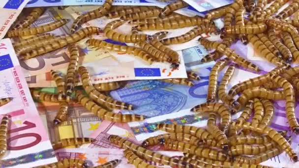 Gros vers laids rampant sur le fond des billets en euros , — Video