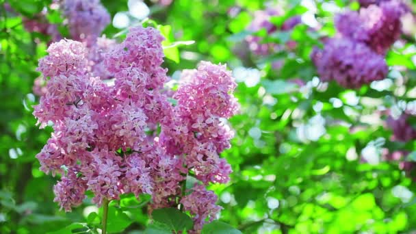 Inflorescência de flores cor de rosa lilás — Vídeo de Stock