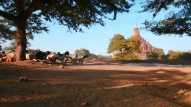 Büyük keçi sürüsü kırsal ülke yolda