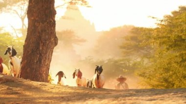 Myanmar Bagan kırsal kırsal kırsal kırsal yol üzerinde keçi sürüsi (Burma)
