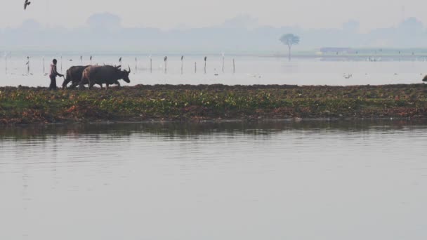 Бирманский мальчик работает на поле с буйволами — стоковое видео