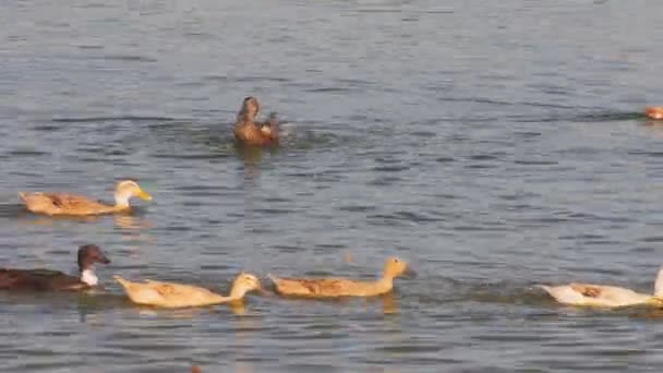 Muchos patos en el agua — Vídeo de stock