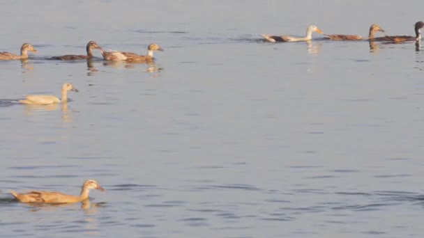 Много уток на воде — стоковое видео