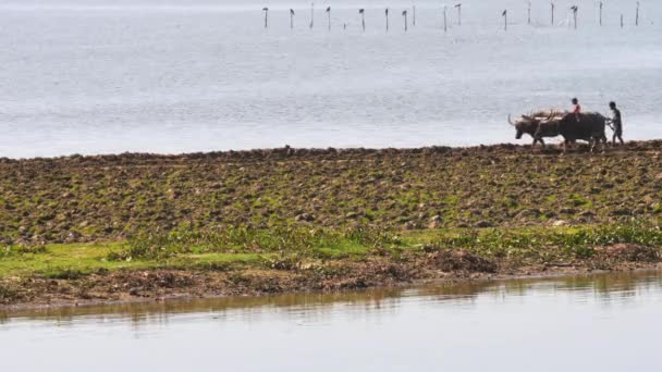 Birmese jongens werken op veld met buffelkoeien — Stockvideo