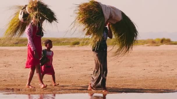 Jonge vrouwen uit lokale Birmese dorp voeren gemaaid gras door rivier bank — Stockvideo