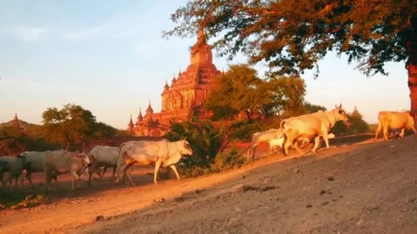 Animals on country road and ancient temple — Stock Video