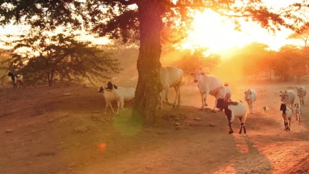 Groep van gedomesticeerde dieren bij zonsondergang — Stockvideo