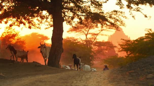 Herder com animais domésticos — Vídeo de Stock