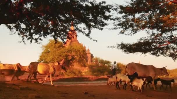 Pastor cruzando camino rural con cabras — Vídeo de stock