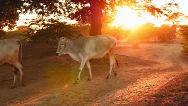 Білі корови і бики йдуть по дорозі — стокове відео