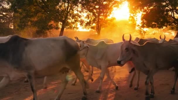 Animais na zona rural da Birmânia — Vídeo de Stock