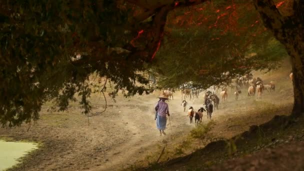 Myanmar'da gün batımında otlayan keçiler — Stok video