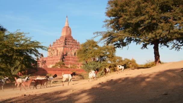 Boeddhistische tempel en geiten in Bagan — Stockvideo