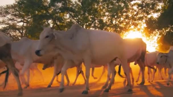 Nimals walk on  road in Bagan — Stok video