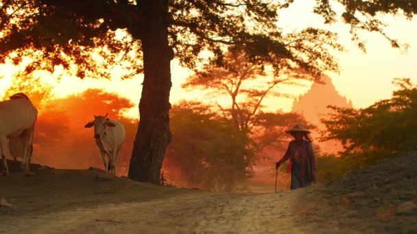 Burmese woman with animals on road — Stock Video