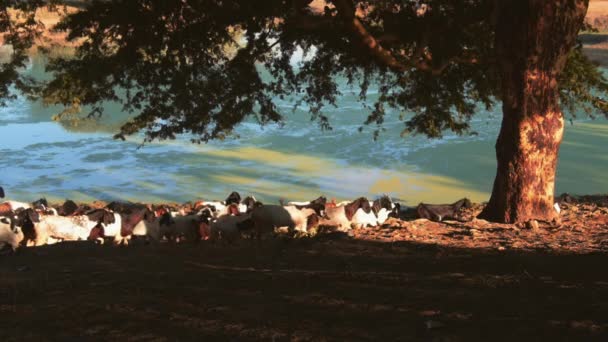 Большая группа коз в сельской местности Бирмы — стоковое видео