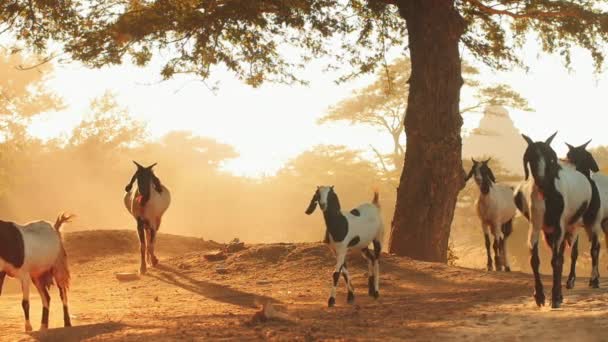 Slow motion video of running goats at sunset with sun rays shining through tree — Stock Video