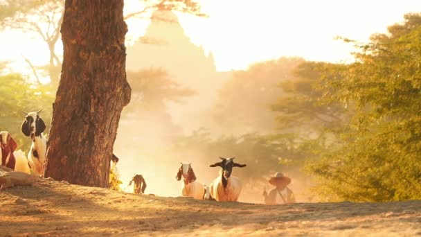 Flock getter på landsbygden landsväg på Bagan landsbygden i Myanmar (Burma) — Stockvideo