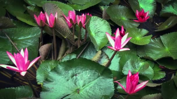 Lilien öffnen sich im Naturteich — Stockvideo