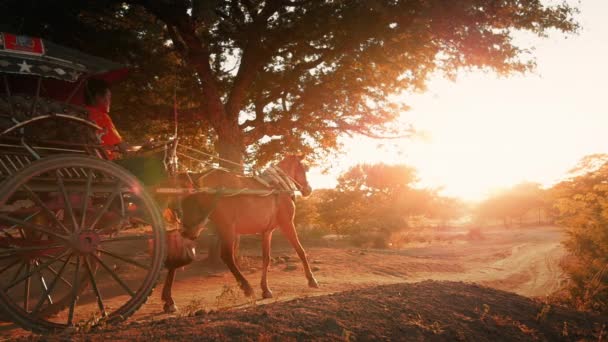 Fahrer eines Touristenpferdewagens in Bagan — Stockvideo