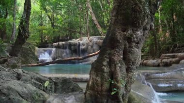 wild rainforest with exotic tropical waterfalls