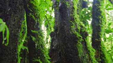 Doğal Doğa açık arka plan.