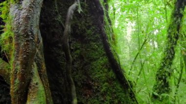 Doğal Doğa açık arka plan.