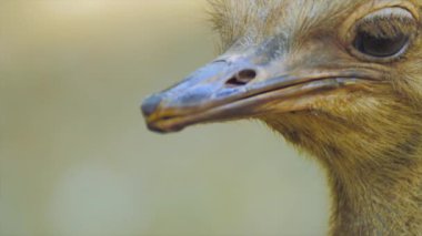 Afrikalı devekuşu açık