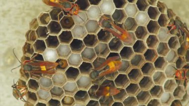 Arı larvaları ile yuva üzerinde