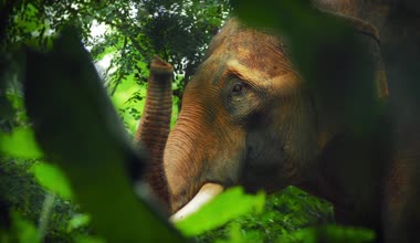 Orman yağmur ormanlarında fil