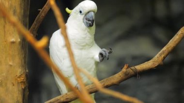 beyaz kakadu papağan