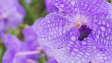 drie rozen geïsoleerd op de witte