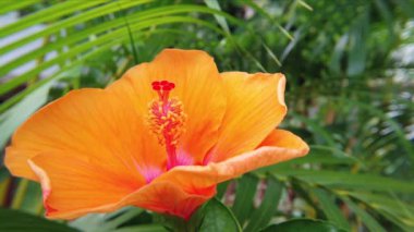 Tropik Hibiscus çiçeği