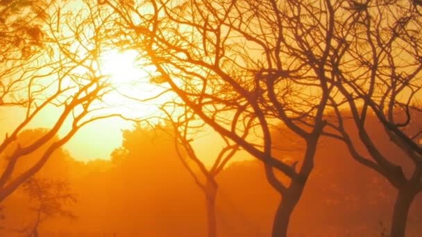 Ο ήλιος λάμπει μέσα από κλαδιά δέντρων — Αρχείο Βίντεο