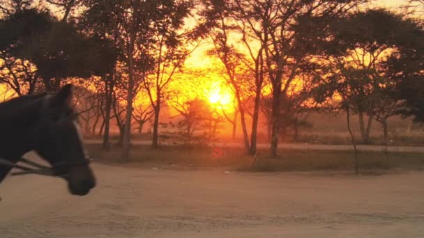 Burma turist at arabası — Stok video