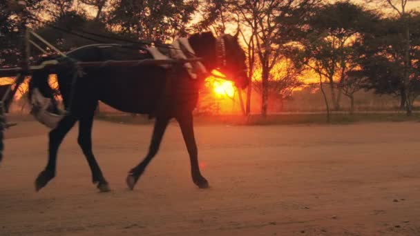 Carrinho de cavalo de madeira tradicional em Bagan — Vídeo de Stock