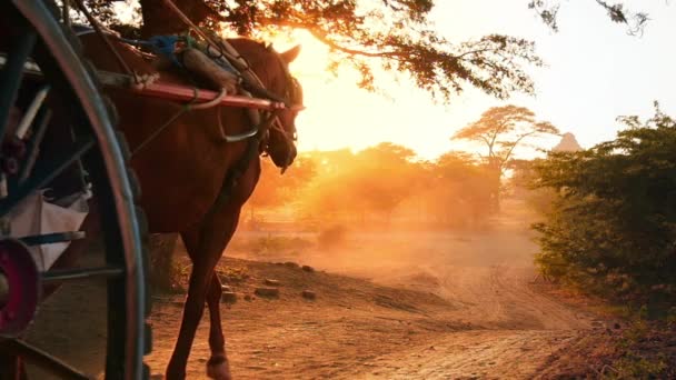 Carro de caballos que se mueve por carretera rural — Vídeos de Stock