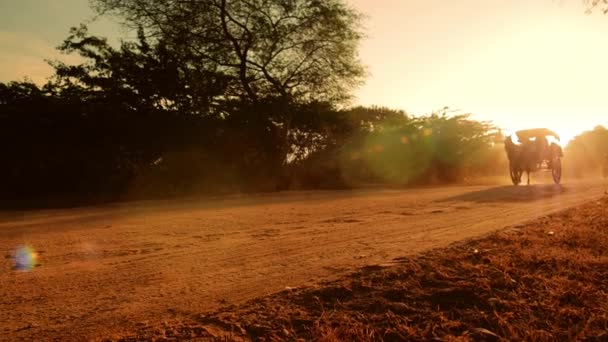 Motorista de carro turístico e cavalo na estrada — Vídeo de Stock