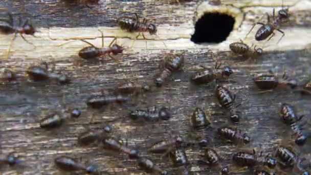 Beaucoup de petits termites noirs — Video