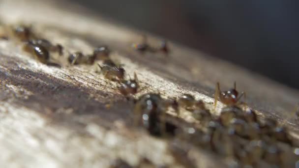 Group of tropical termites — Stock Video
