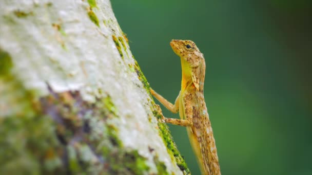 Lagarto árbol en el tronco — Vídeo de stock