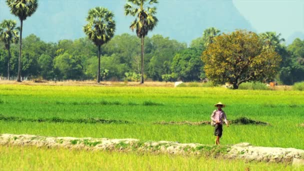 Aldeano camina a lo largo de campo de arroz borde — Vídeos de Stock