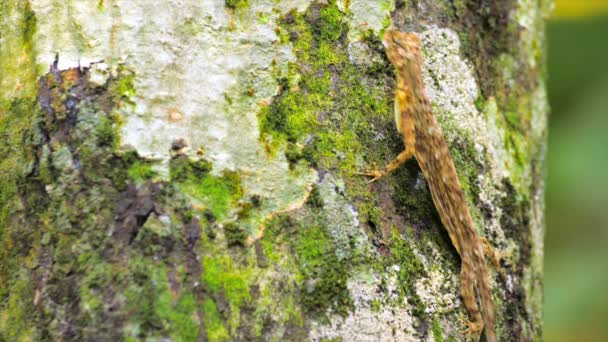 Lagarto árbol en el tronco — Vídeo de stock