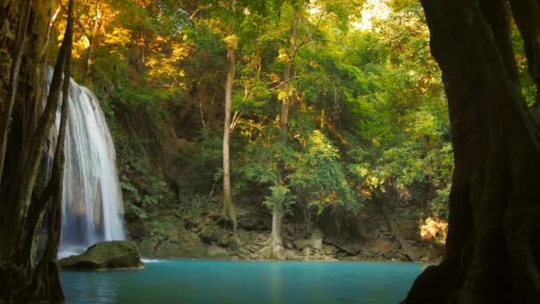 Increíble naturaleza de bosque lluvioso siempreverde . — Vídeos de Stock