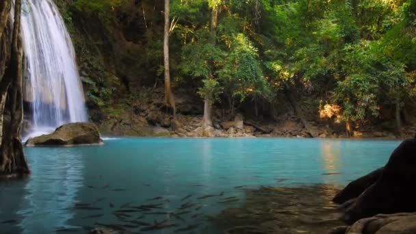 Incrível natureza da floresta tropical perene . — Vídeo de Stock