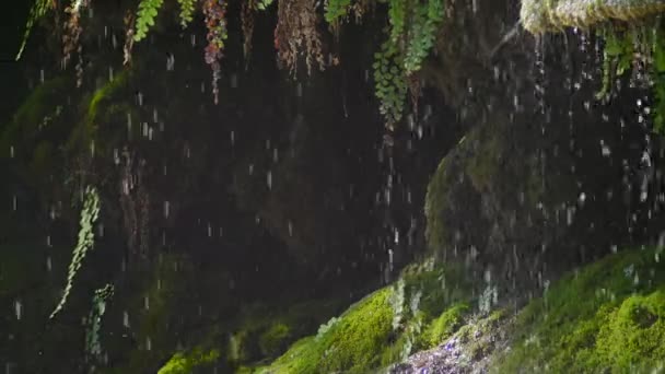 Fechar gotas de chuva caindo tranquila — Vídeo de Stock