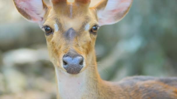 Zarif dişi benekli geyik açık havada — Stok video