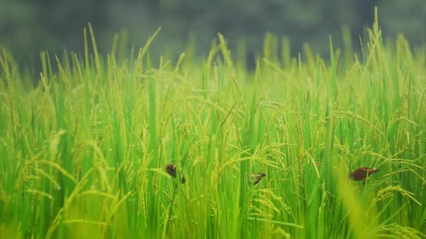 Aves alimentándose y volando en arroz con cáscara — Vídeo de stock