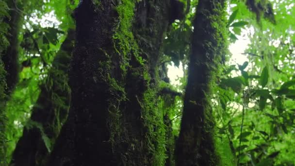 Natureza cênica fundo ao ar livre . — Vídeo de Stock